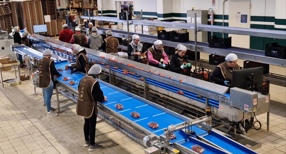 BULLTEC® Cesena - linea peso minimo garantito - Ortomi