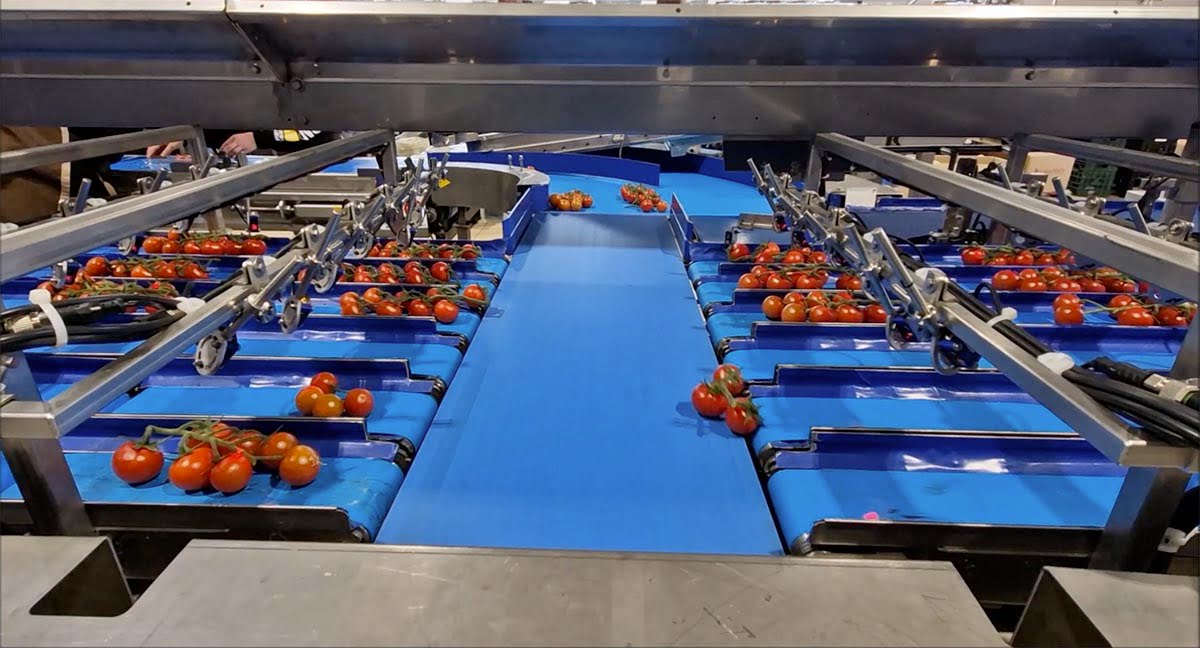 Bulltec Cesena - linea peso minimo garantito pomodorino grappolo